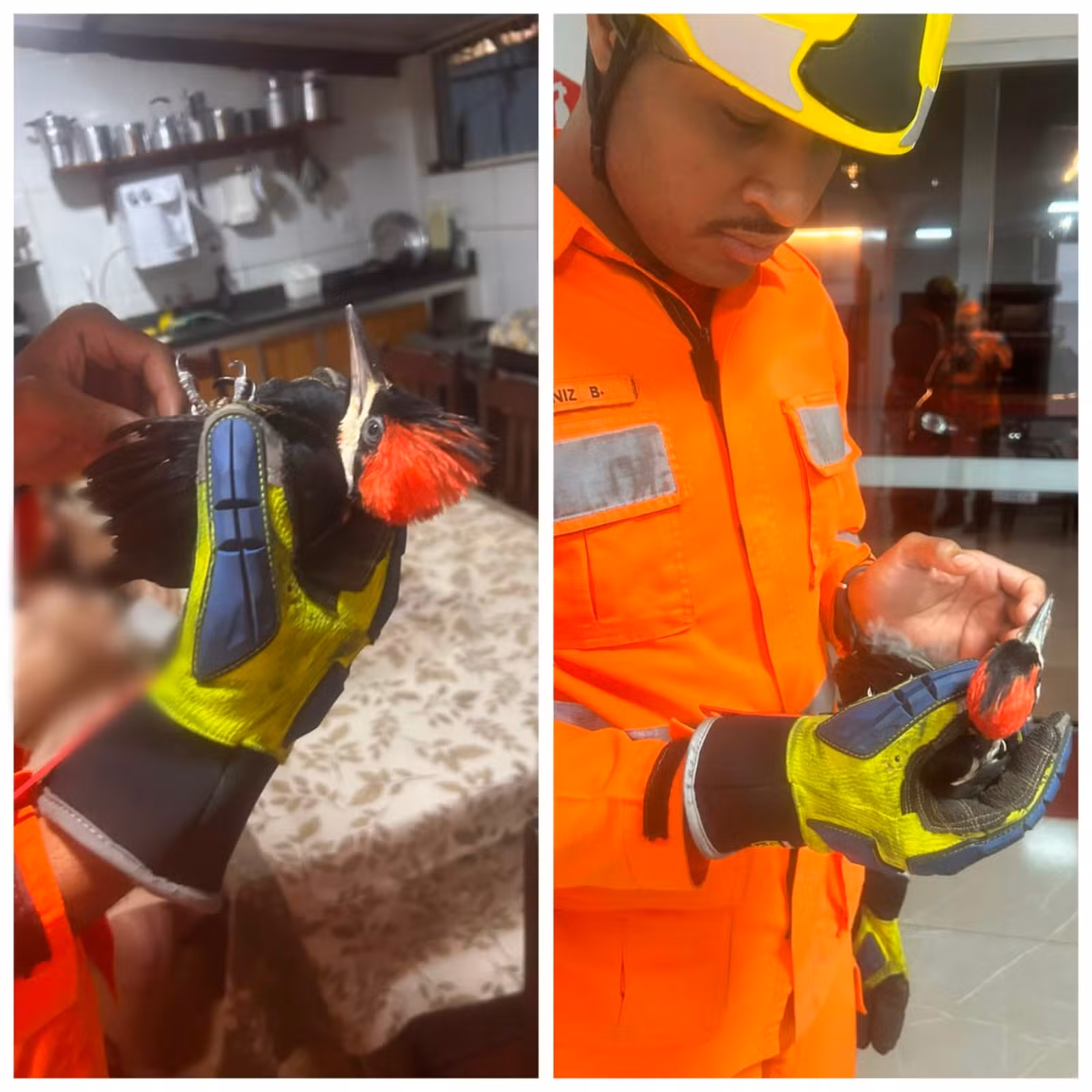 Bombeiros resgatam pica