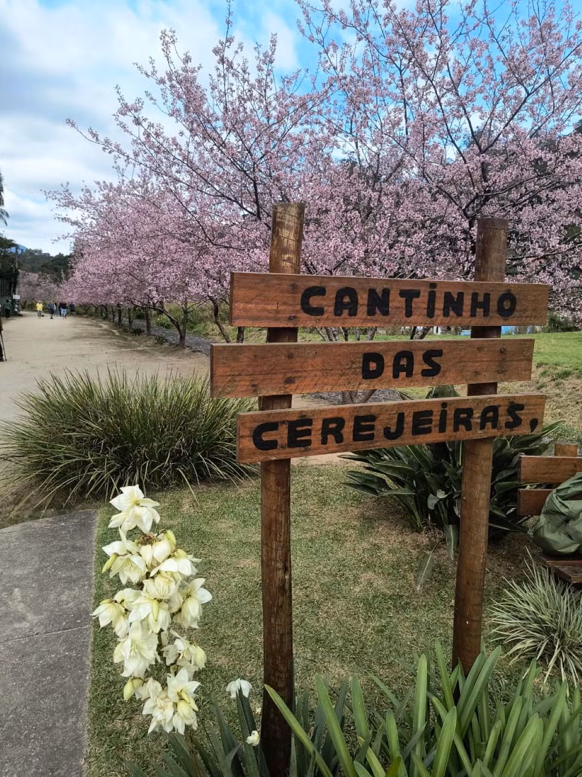 Segundo Encontro e Café Comunitário celebra início da floração das cerejeiras na Posse, em Teresópolis