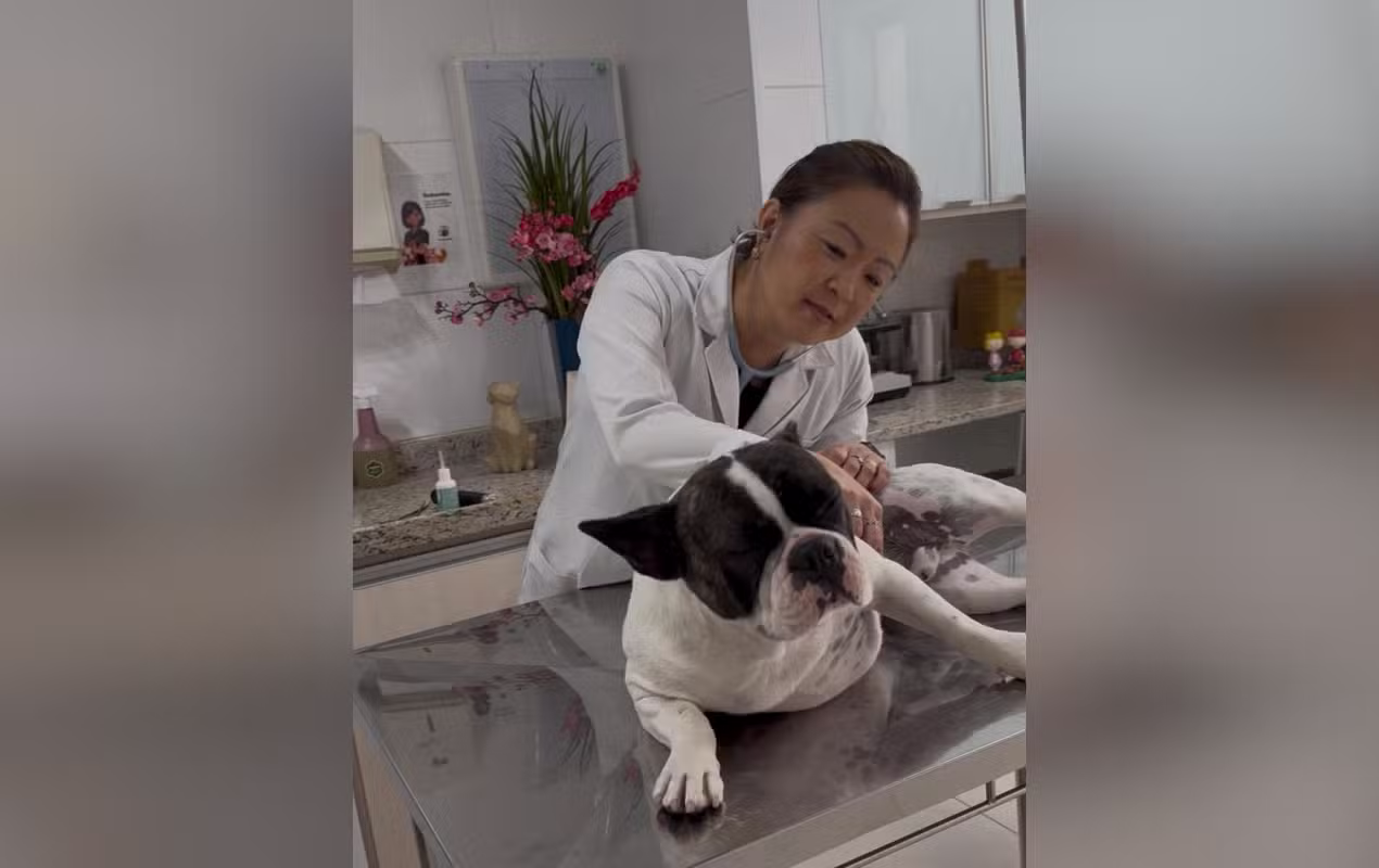 Gripe canina: veterinária alerta que doença é mais frequente no inverno e indica cuidados para proteger os pets