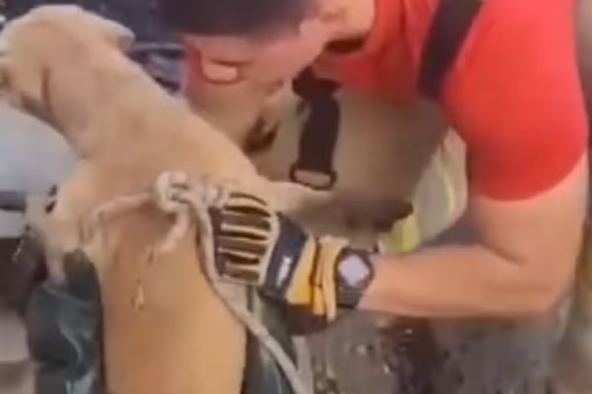 Cachorro é resgatado de bueiro após passar três dias preso em Manaus; VÍDEO