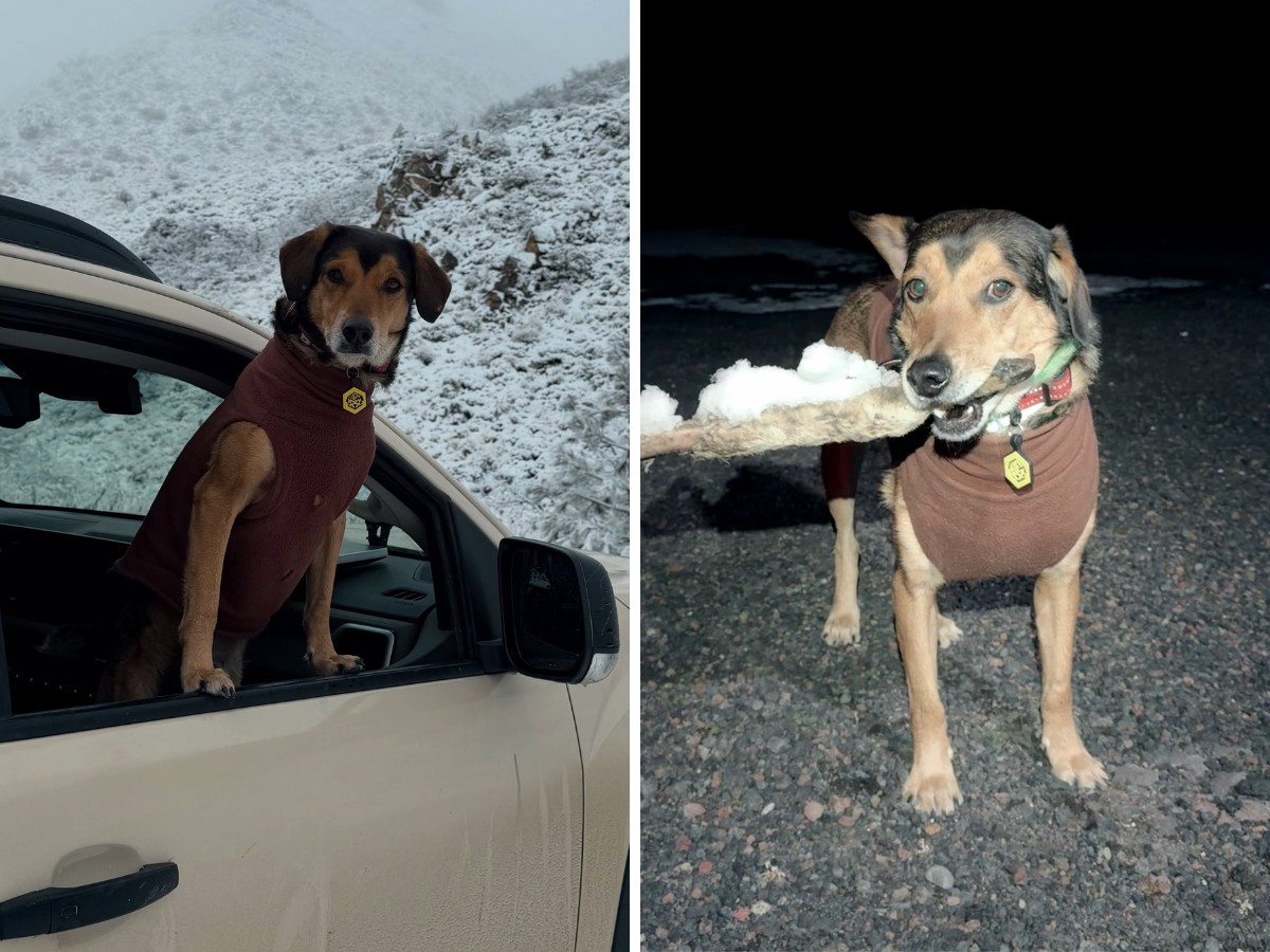 Do sumiço à ameaça com arma: veja a cronologia da morte do cachorro influencer Poze na Argentina