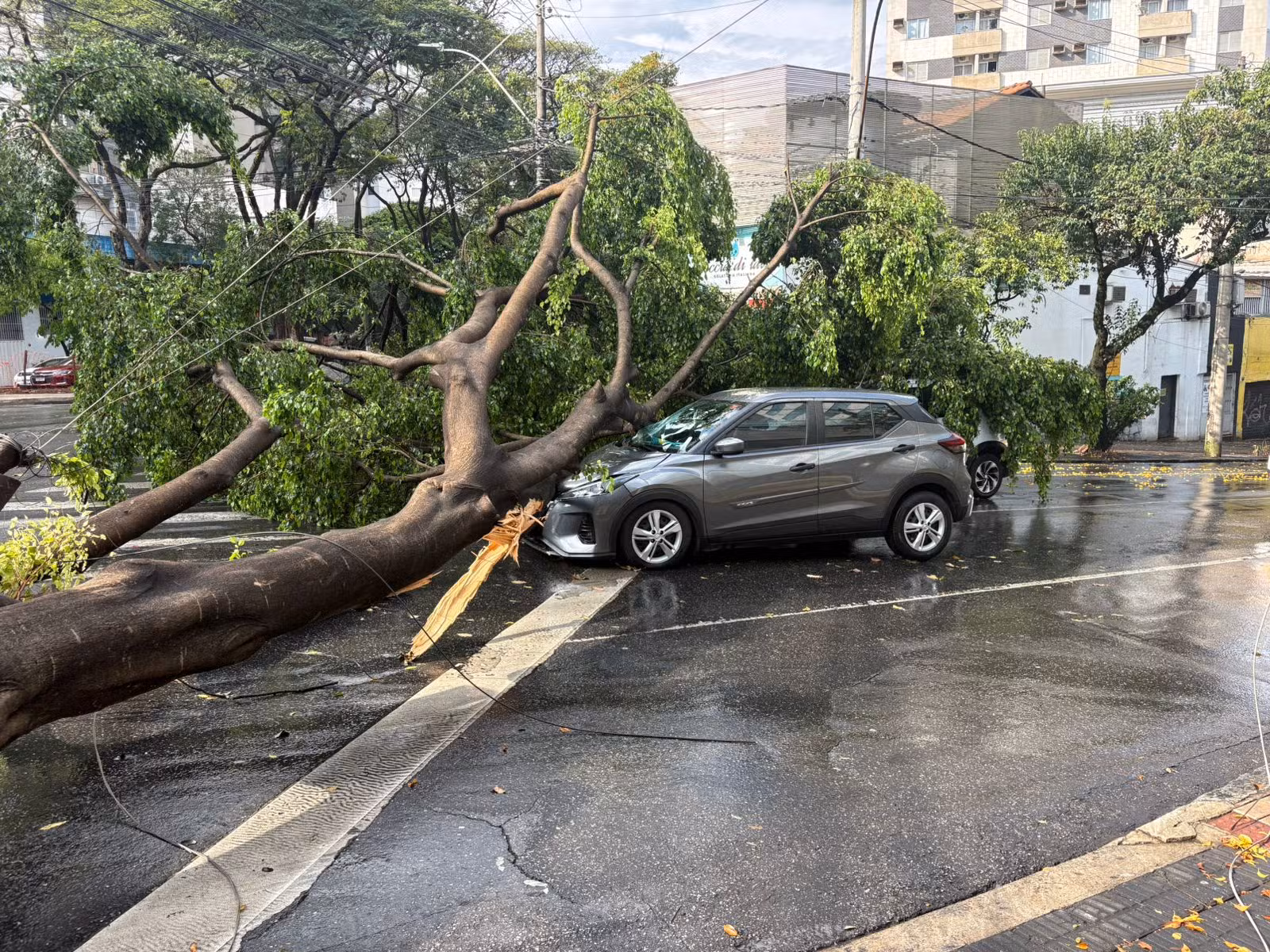 Quedas de árvores sobre carros e fiação elétrica são registradas em BH após chuva intensa
