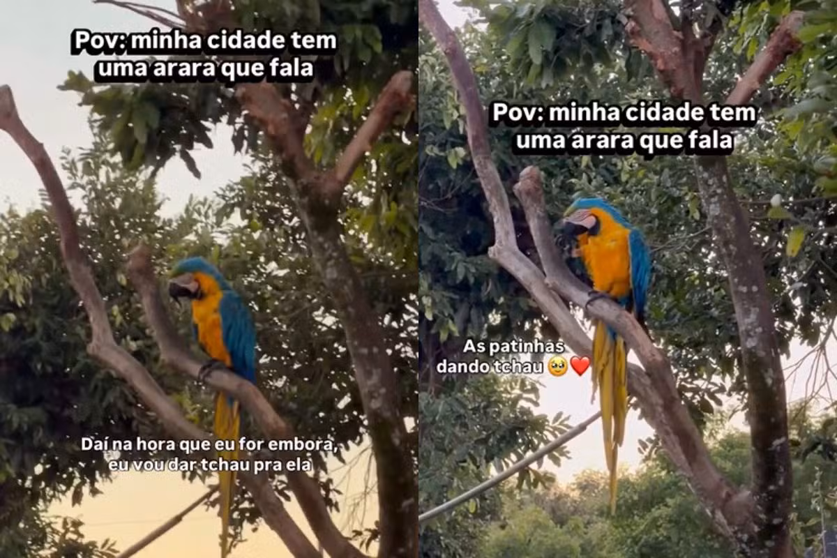 A arara que vive em praça pública e até ‘dá tchau?