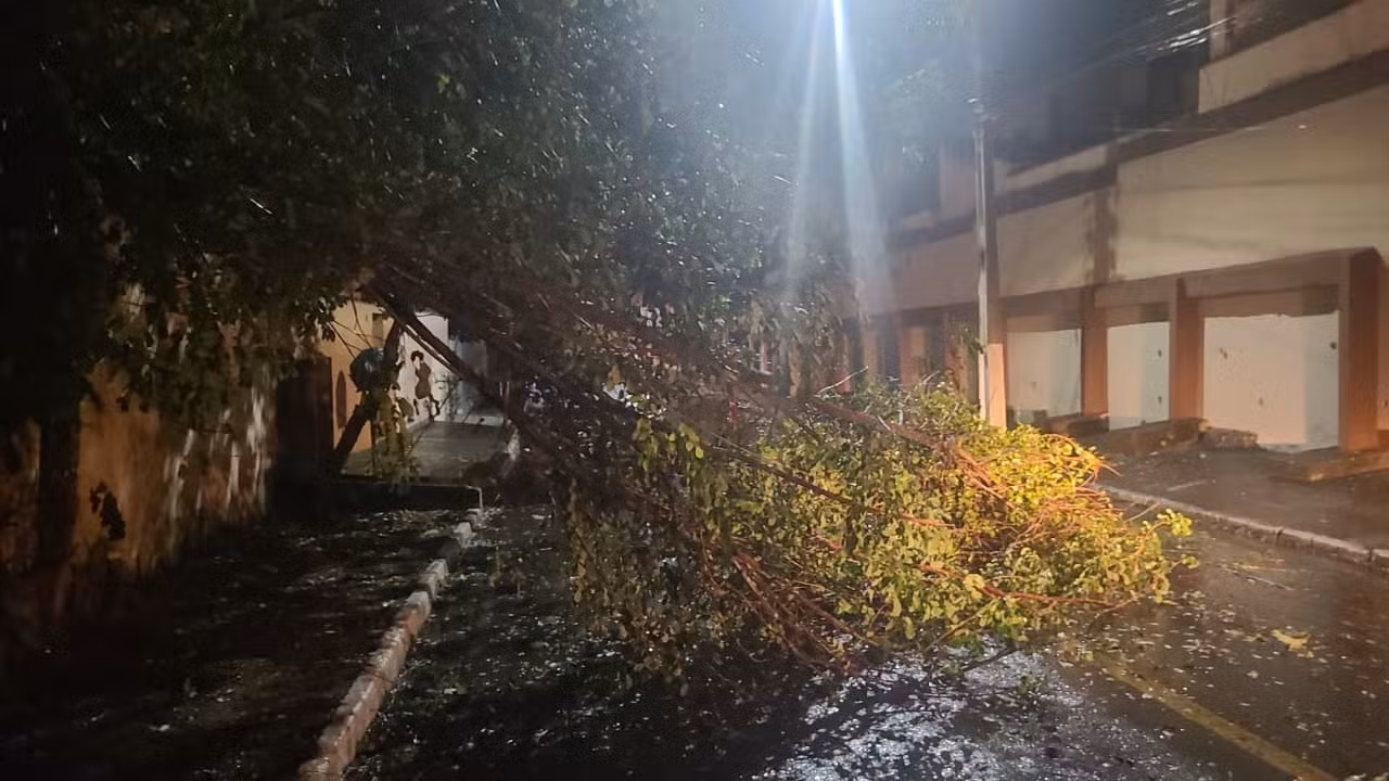 Chuva chega a 53 mm e ventania derruba galhos de árvore em Resende