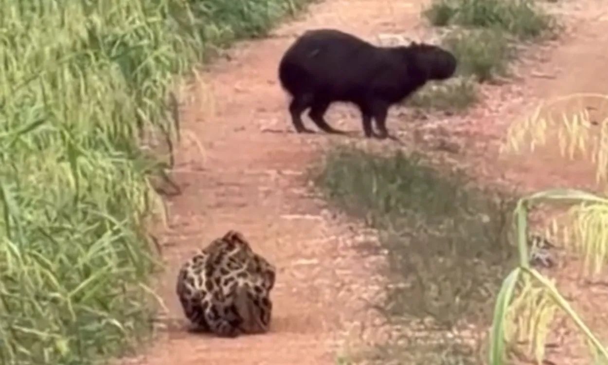 Onça-pintada é flagrada à espreita de capivara em plena luz do dia no Pantanal