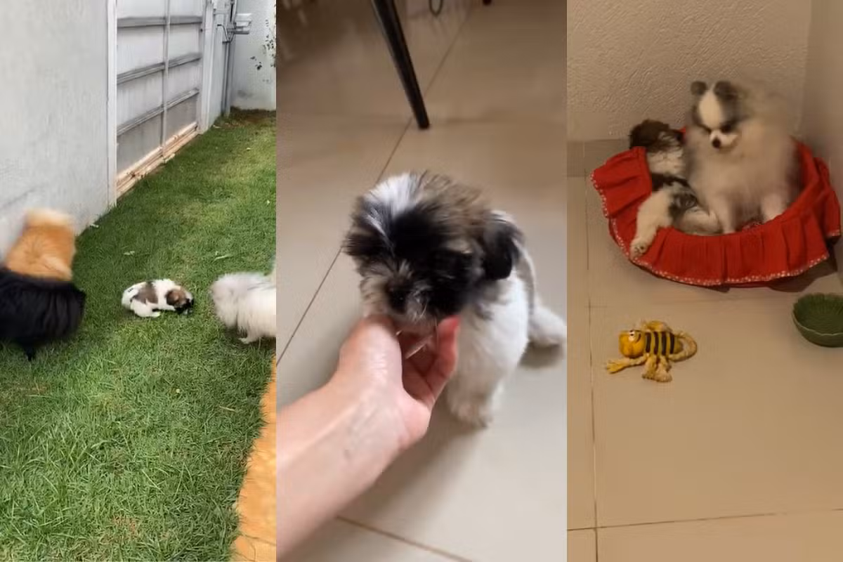 Shih-tzu agredida por influenciadora ganha nome e lar temporário com delegada de MS