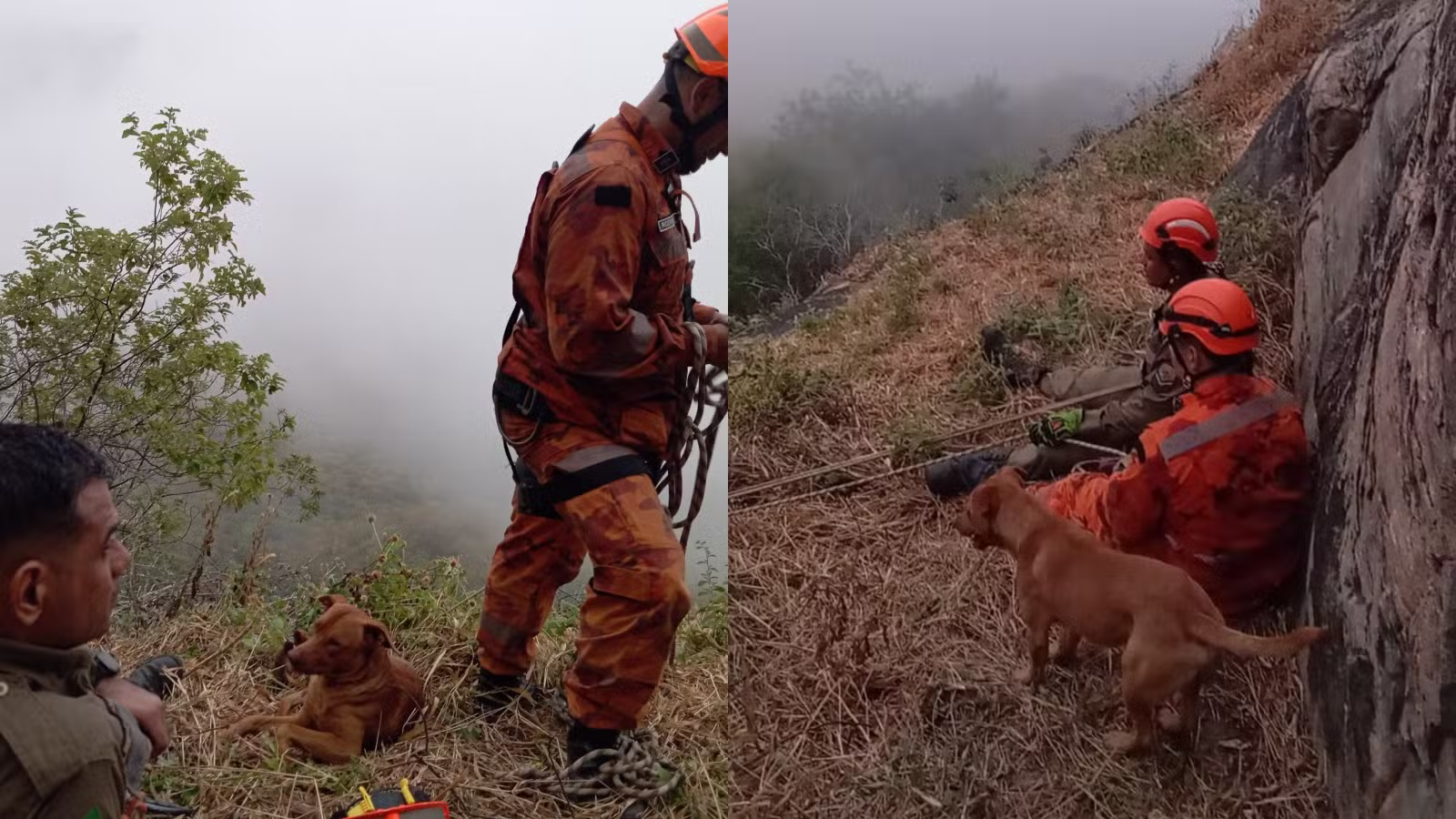 Cachorro fica 17 horas ao lado de bombeiros durante resgate de tutor em serra no Ceará