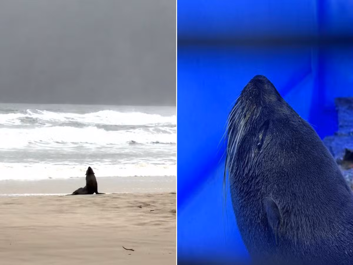 Filhote de lobo-marinho é filmado correndo durante resgate em praia do litoral de SP; VÍDEO