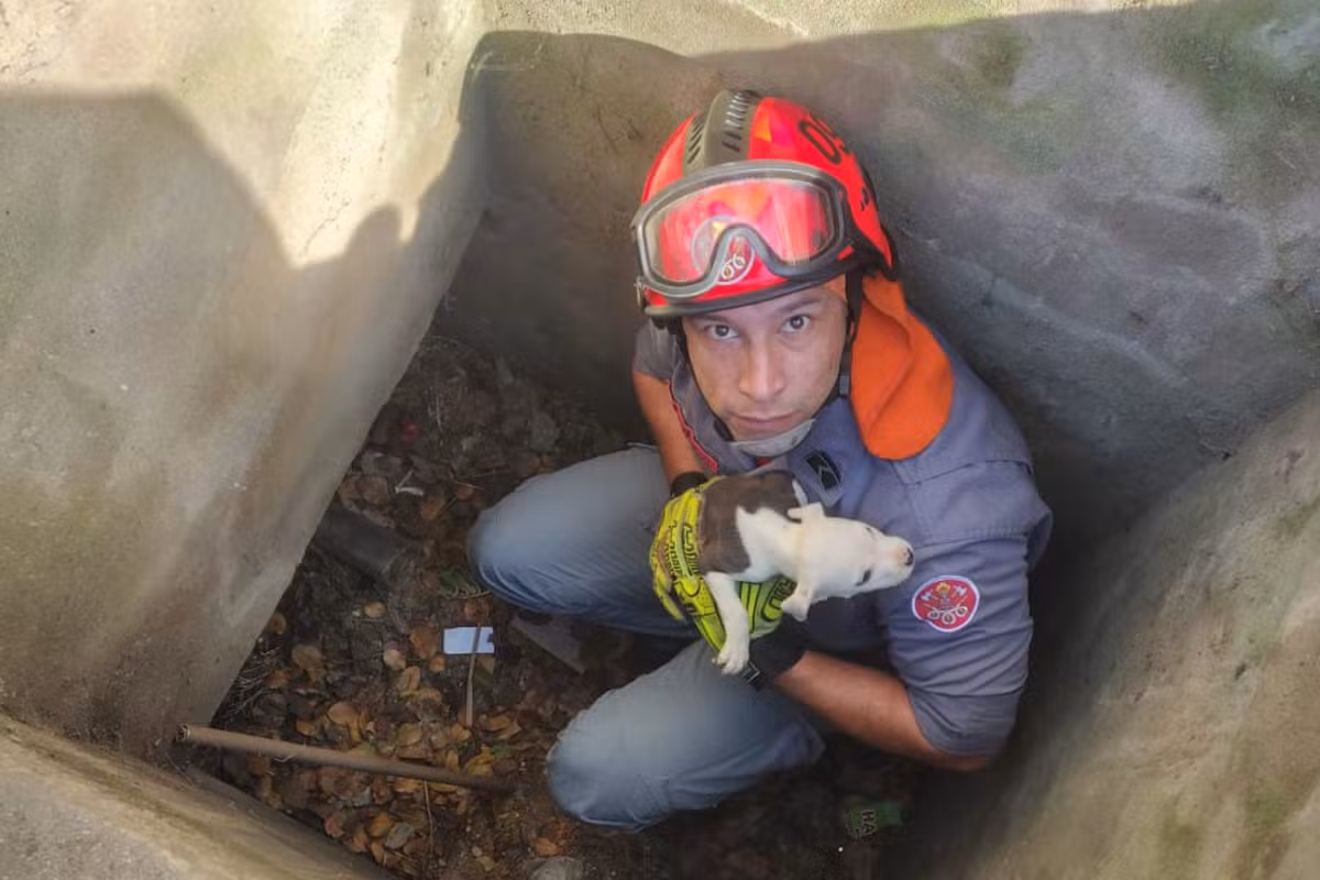Após três dias desaparecido, filhote de cachorro é resgatado de bueiro por bombeiros em Caraguatatuba