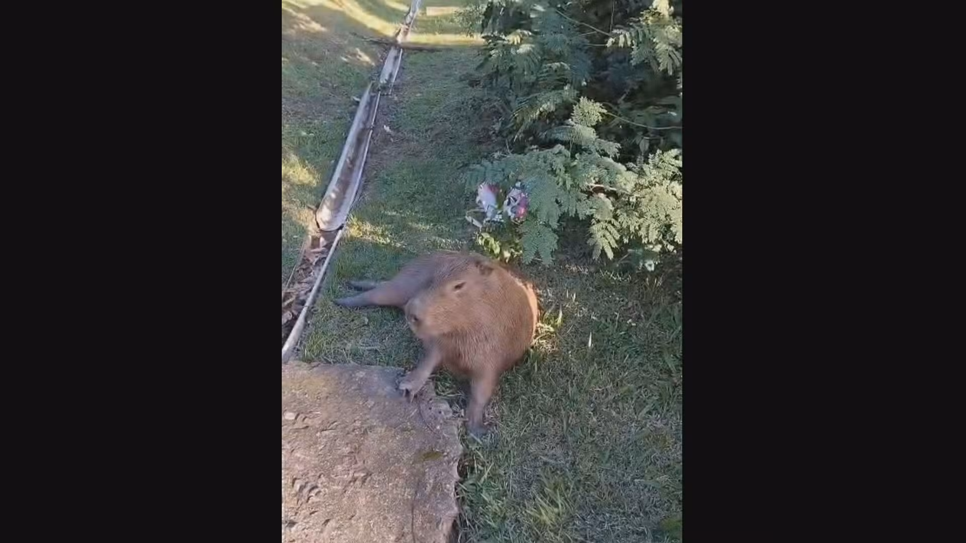 Capivara atropelada no Itanhangá é resgatada e levada para centro de reabilitação