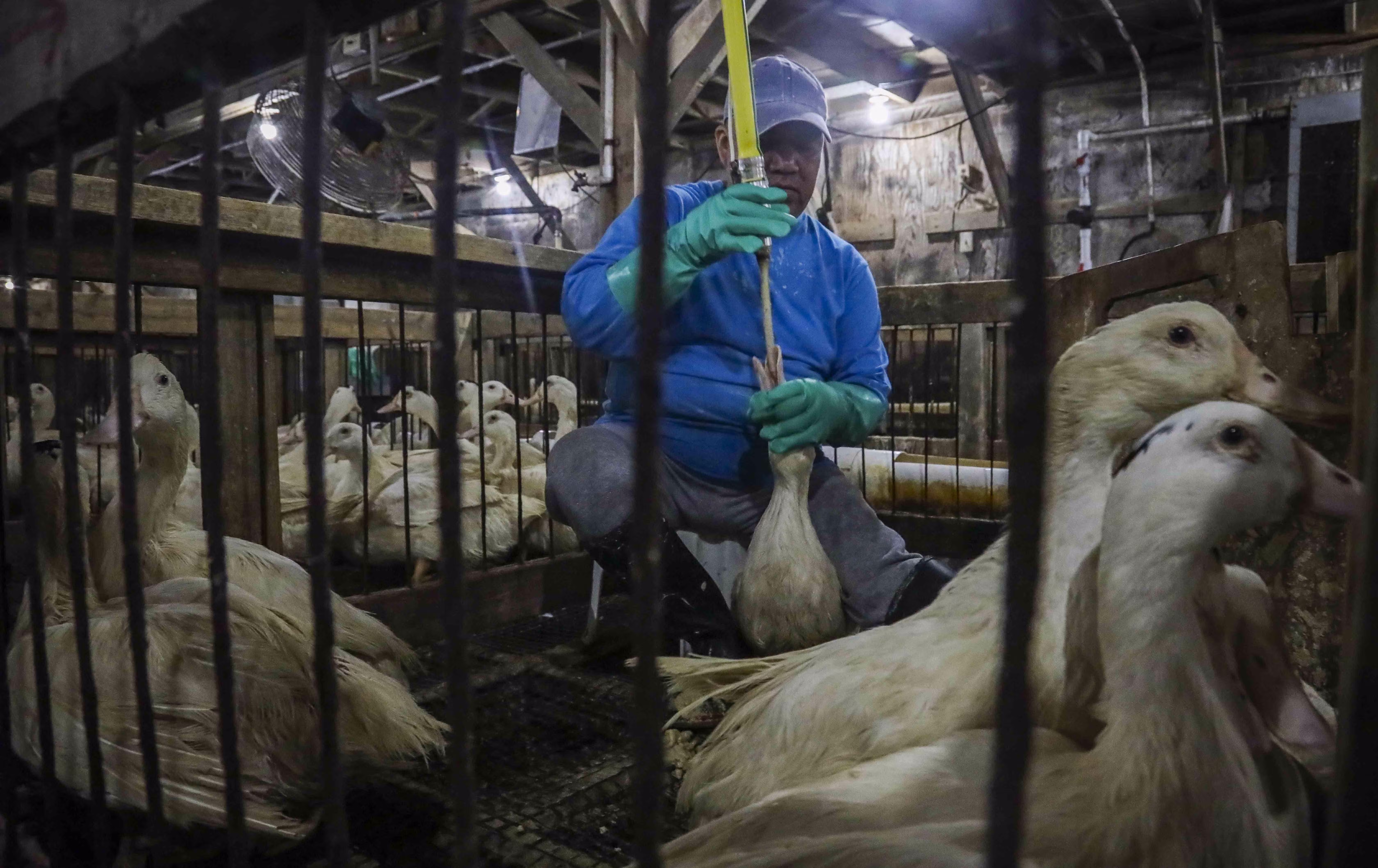 Como é feito o foie gras, alimento que foi proibido por Lula e reacendeu a tensão comercial com a França