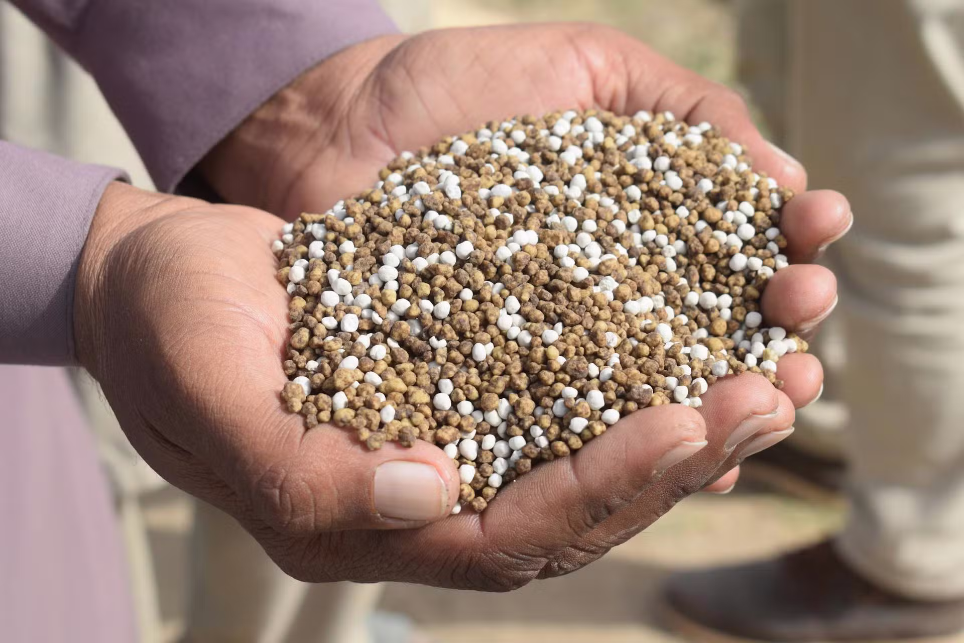 Arroz, café, trigo e mais: como a crise dos fertilizantes — em ano de El Niño ?