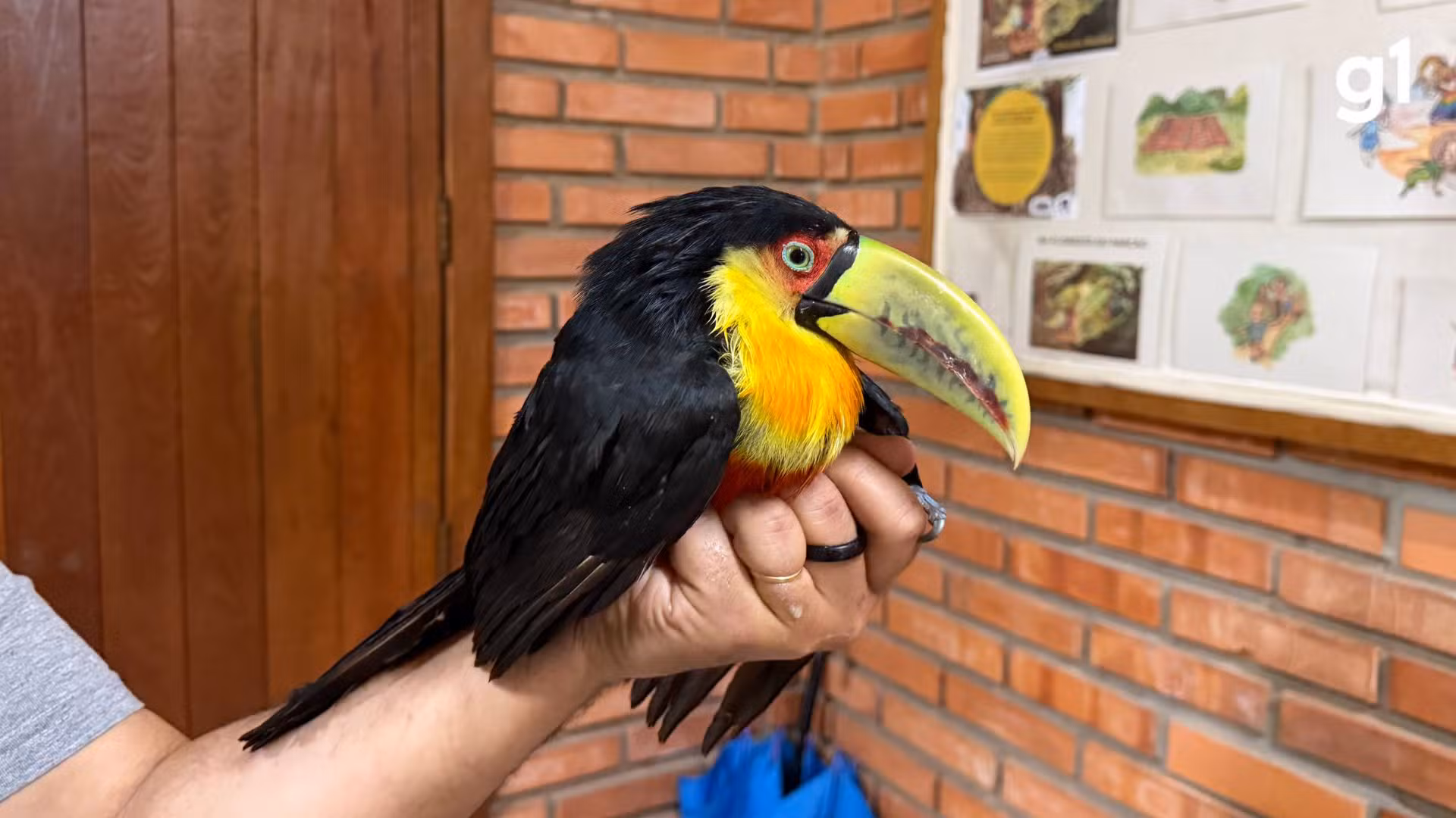 Tucano-de-bico-verde é resgatado após ser encontrado desorientado em Novo Hamburgo, no RS