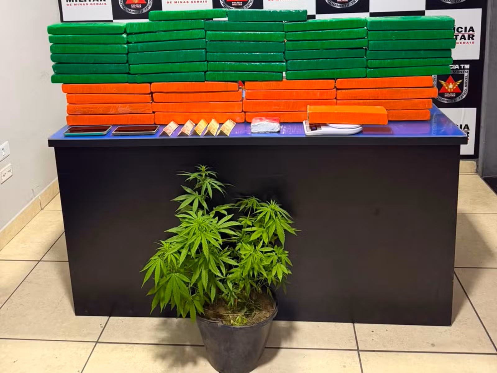 Casal é preso com 57 kg de maconha e 26 pés da droga em Buritizeiro