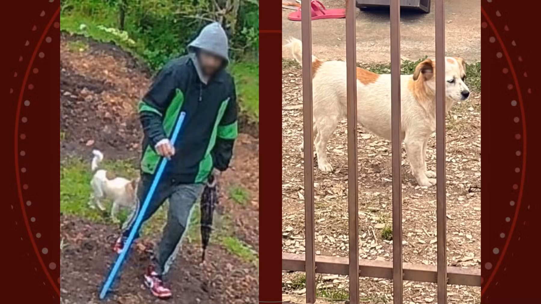 VÍDEO: cachorro de ladrão é visto em câmera de segurança durante crime e ajuda polícia a identificar autor de furto a Apae, no Paraná