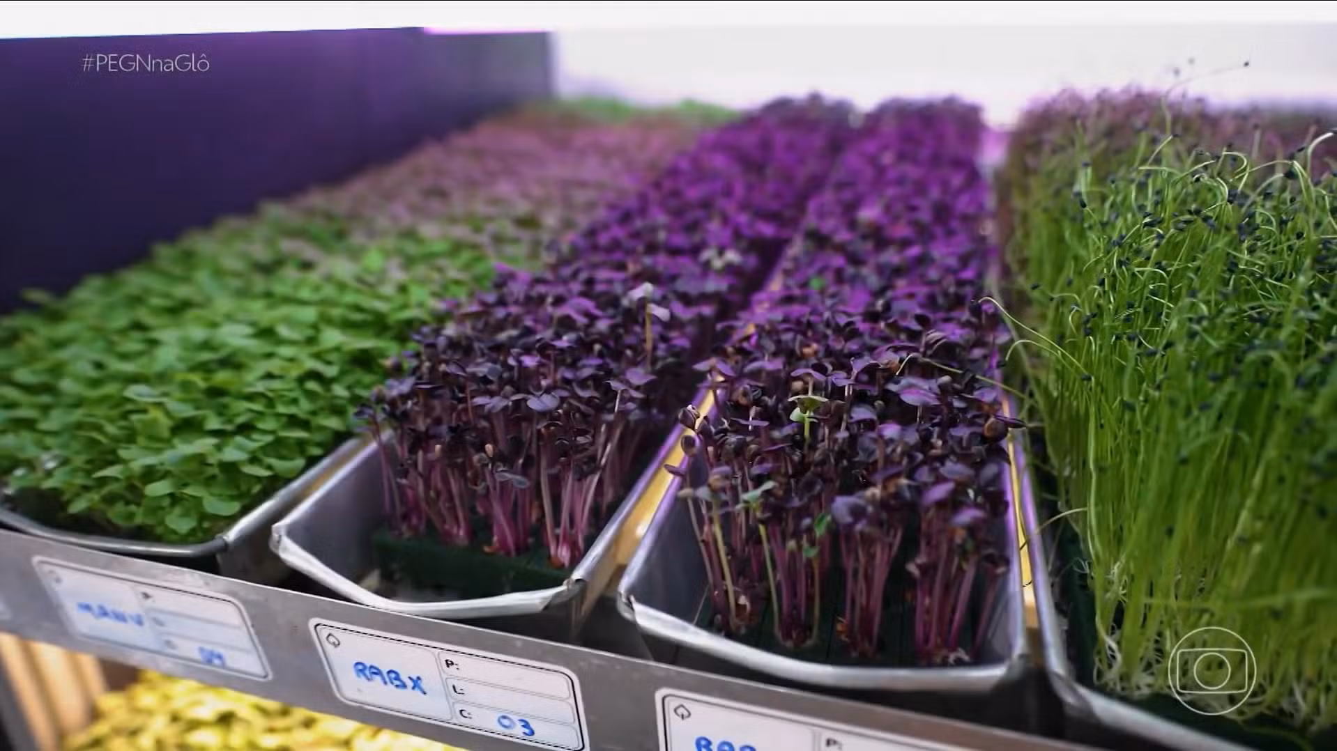 Fazenda vertical produz 25 tipos de hortaliças em sala comercial e fatura R$ 50 mil por mês