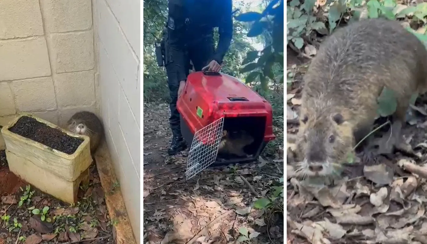 Ratão-do-banhado invade casa e é resgatado pela Guarda no interior de SP