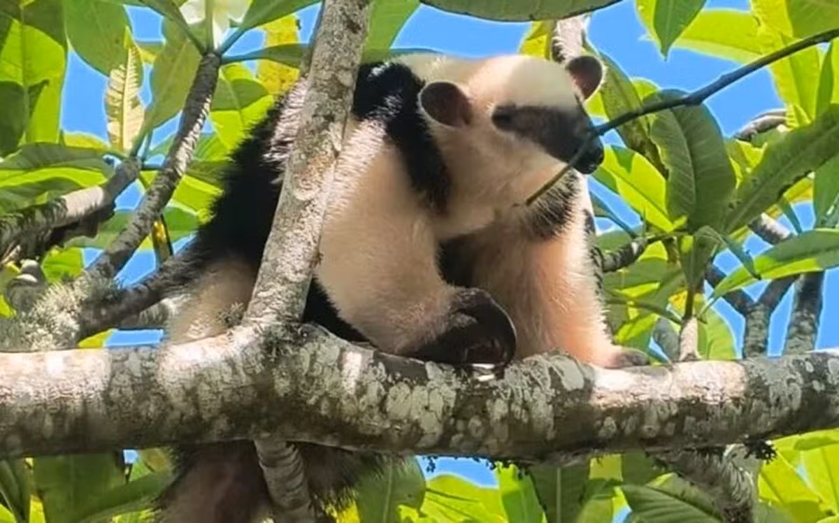 Animais silvestres são resgatados e devolvidos à natureza em Cabo Frio