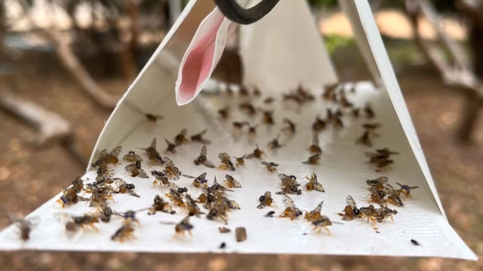 Estratégias de combate à mosca-da
