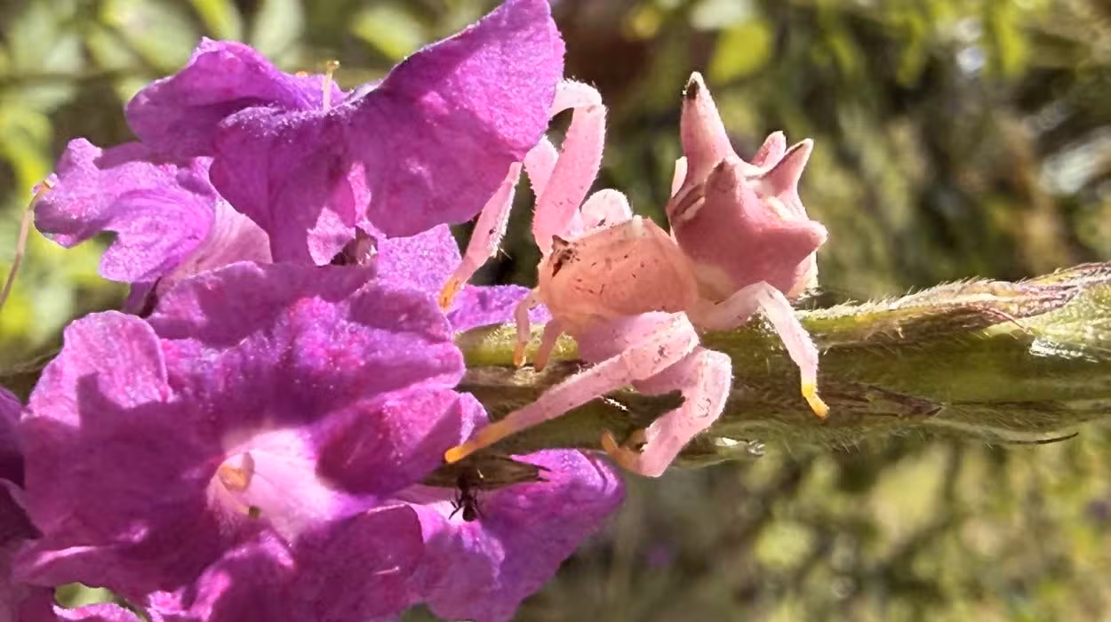 Parece uma flor, mas é uma aranha: ela usa sinal invisível aos humanos para caçar