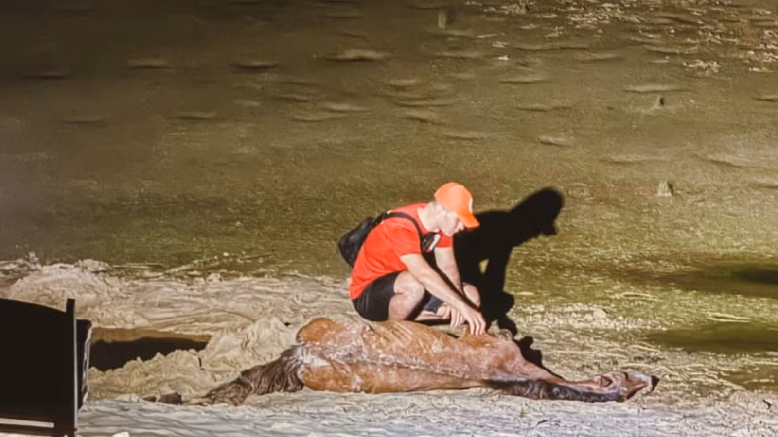 Cavalo é submetido à eutanásia após ficar preso na areia das dunas da Lagoa do Portinho, no litoral do PI