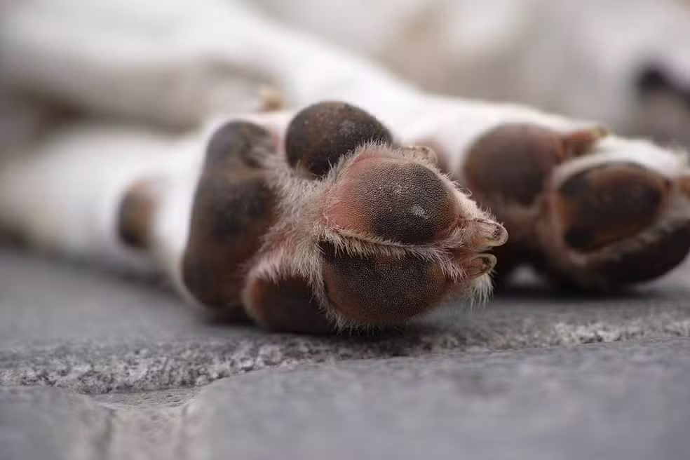 Cidade do interior da Paraíba registra mais de 100 mortes de animais por envenenamento desde abril