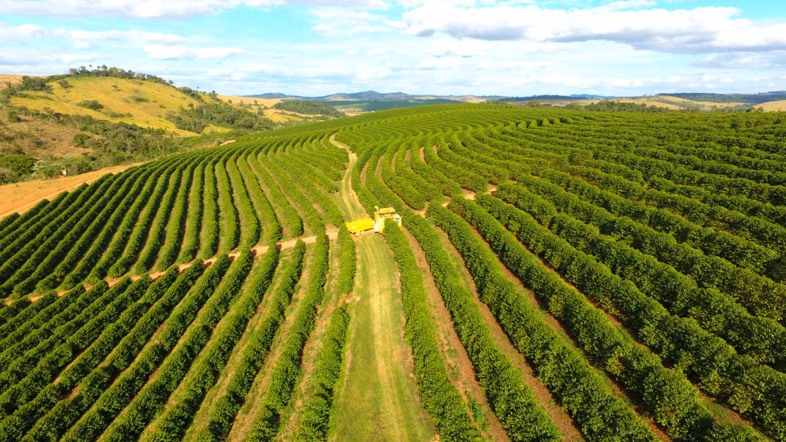 Café: entenda como inverno atípico e chuvoso em julho pode impactar exportação e qualidade da bebida