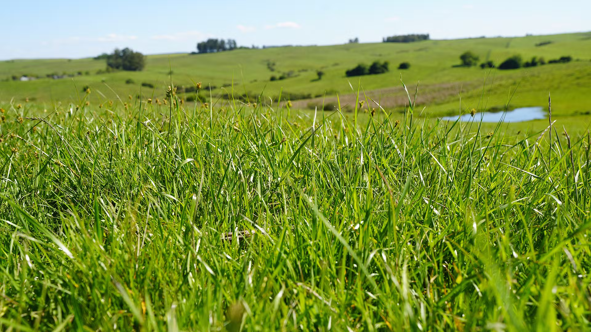 Embrapa lança nova cultivar de braquiária com potencial de aumentar ganho de peso bovino por hectare