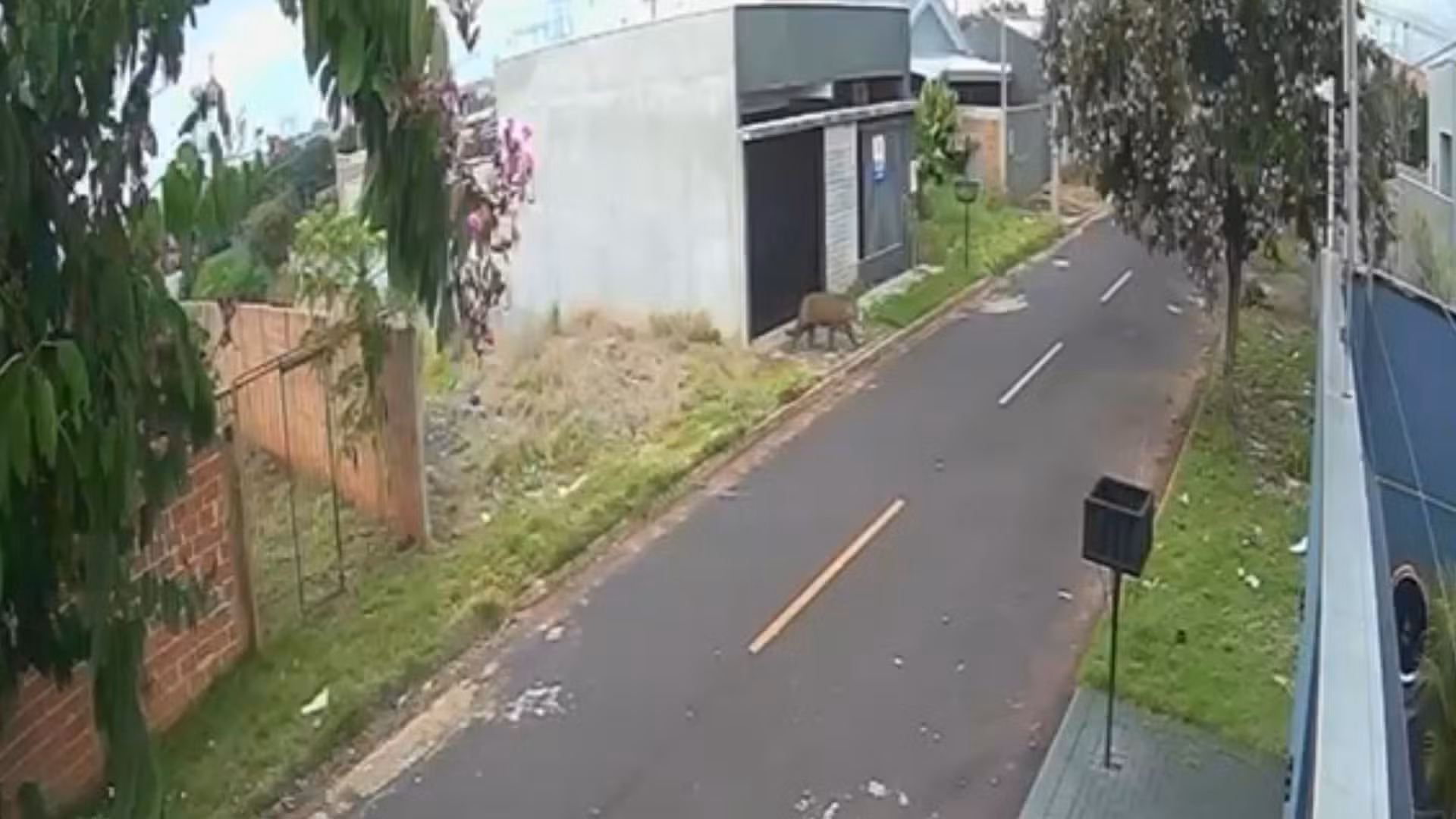 Onça é registrada andando pela área urbana de Foz do Iguaçu