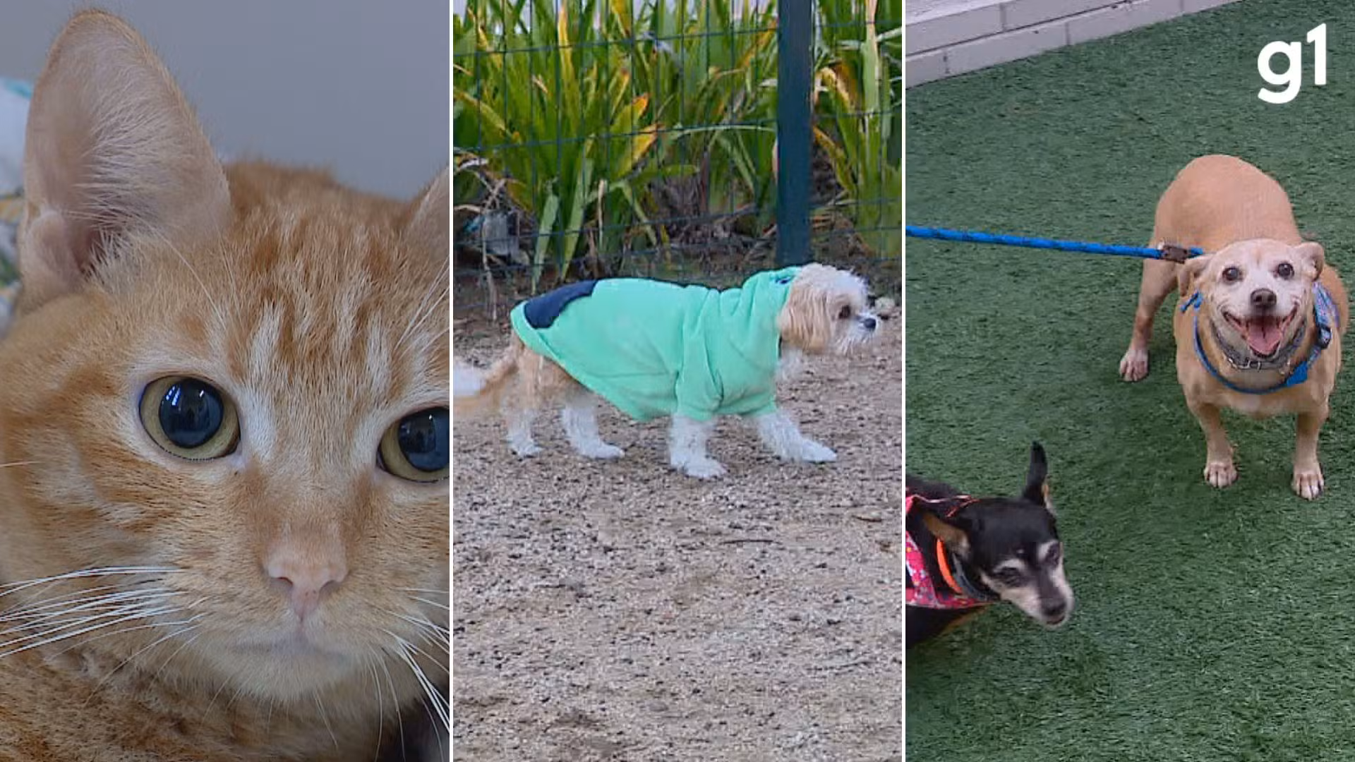Pets têm mais 'facilidade de adquirir doenças no frio': veterinária dá dicas de cuidados com os animais no inverno