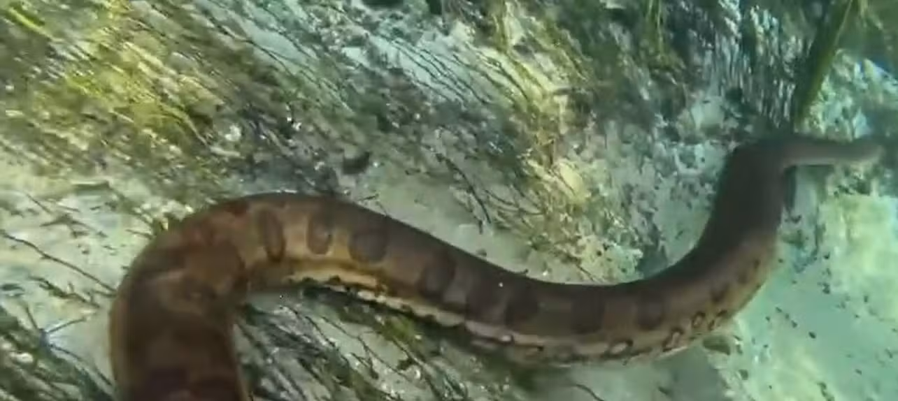 Vídeo mostra momento em que turistas mergulham ao lado de sucuri gigante em rio de águas cristalinas