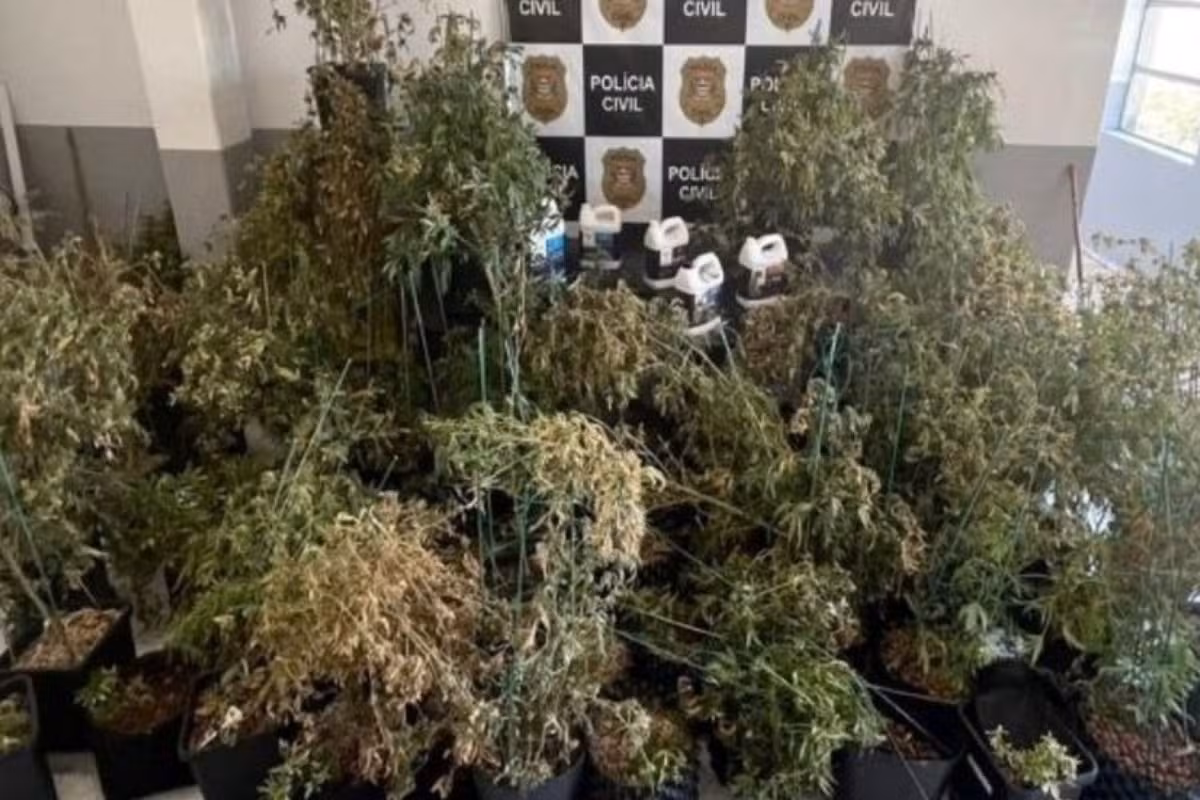 Casal perde casa de alto padrão após condenação por cultivo de maconha no litoral de SP