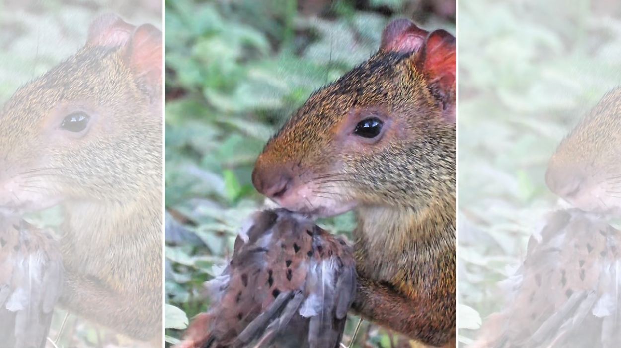 Vídeo mostra cena rara de cutia comendo rolinha