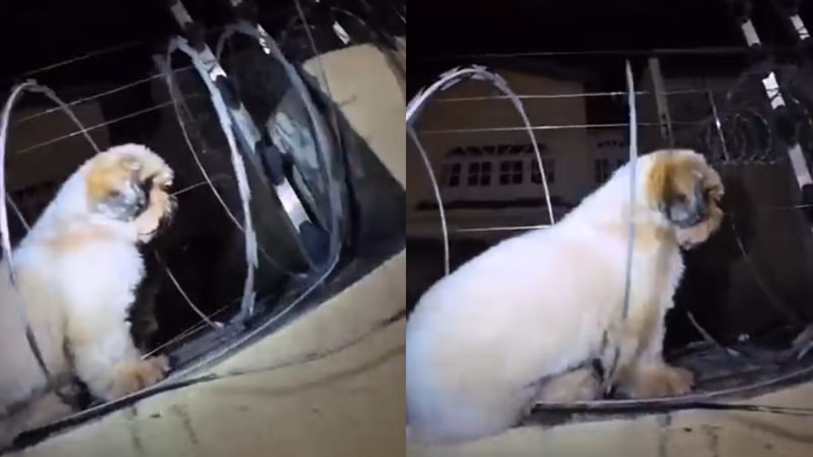 Vídeo: cão da raça Shih Tzu é resgatado após ficar preso em cerca elétrica