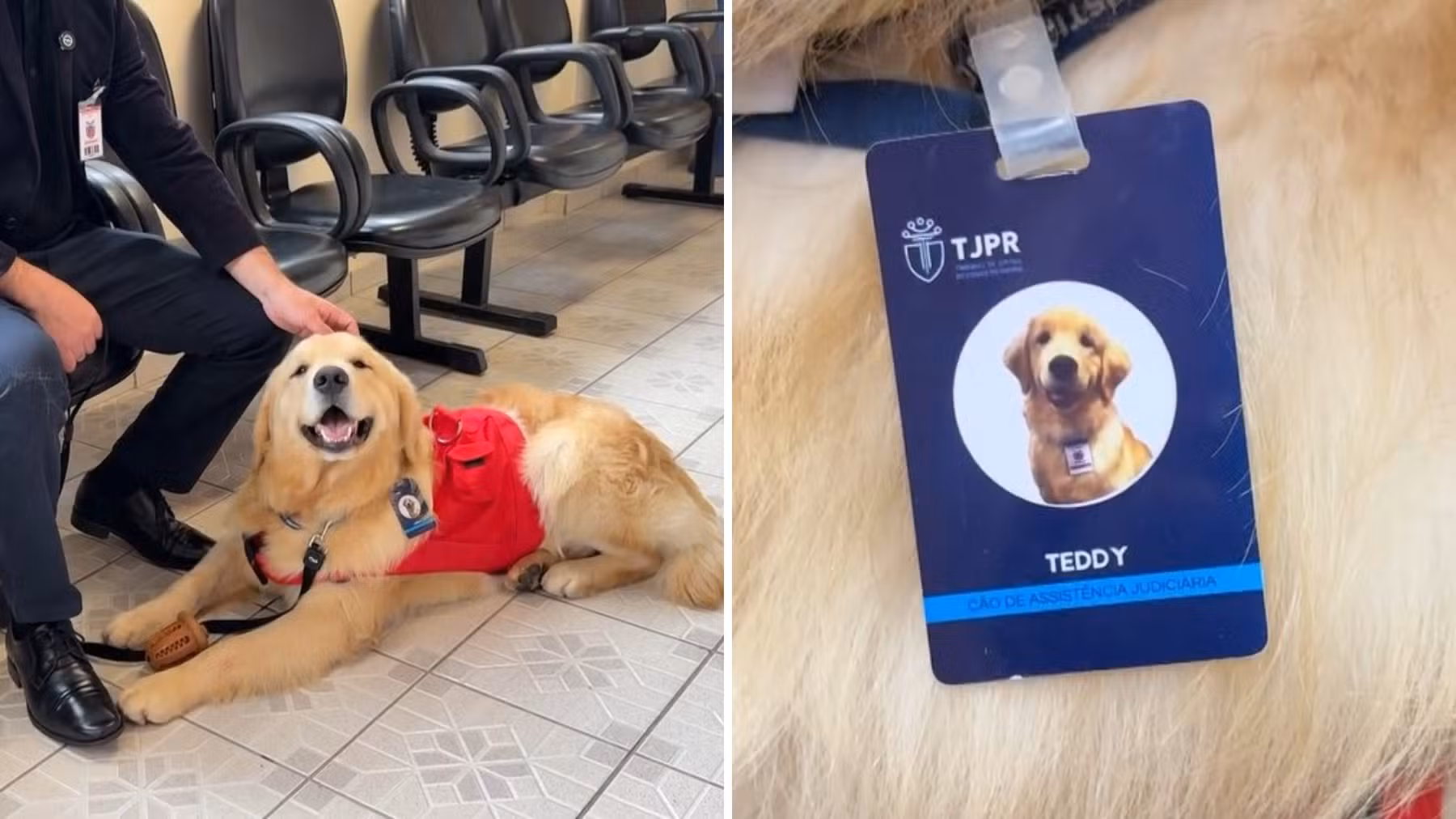 Cachorro é 'contratado' por Fórum de Justiça do Paraná para apoiar vítimas de violência em depoimentos: 'Cãolaborador'