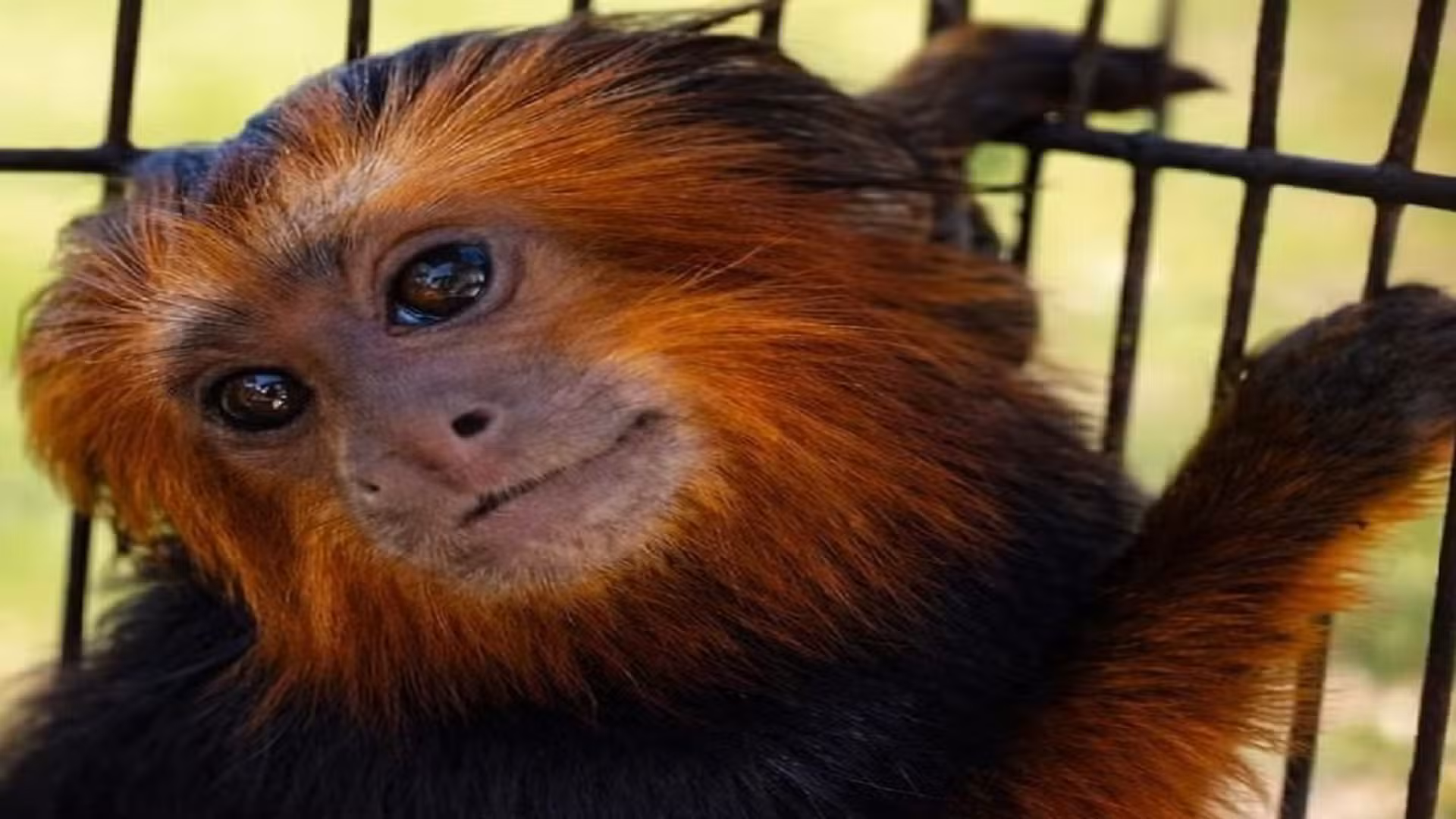 Ar-condicionado a 30°C, placas térmicas e feno: veja como o Zoológico de Bauru aquece animais no inverno