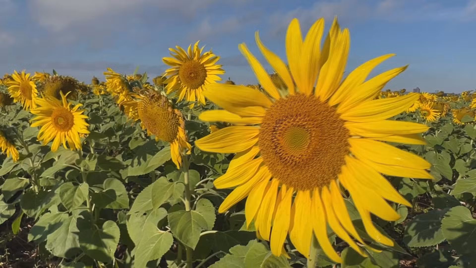 Cultivo de girassol vira alternativa de renda para produtores no interior de SP