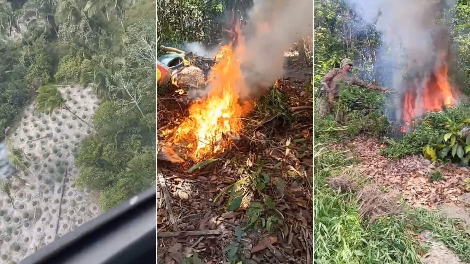 Operação policial destrói mais de 18 mil pés de maconha em três cidades do Maranhão