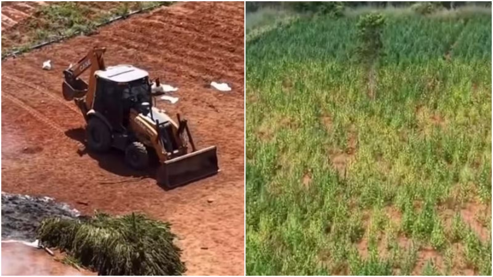 Proprietário de terreno que tinha plantação de maconha no Ceará pediu, antes de ser preso, para arrendatário se entregar à polícia