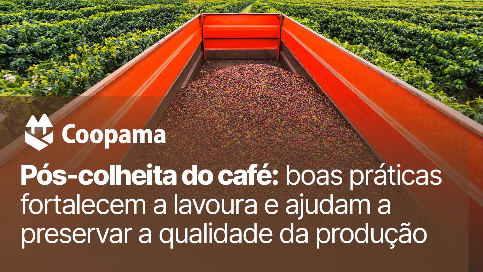 Pós-colheita do café: boas práticas preservam a qualidade da produção