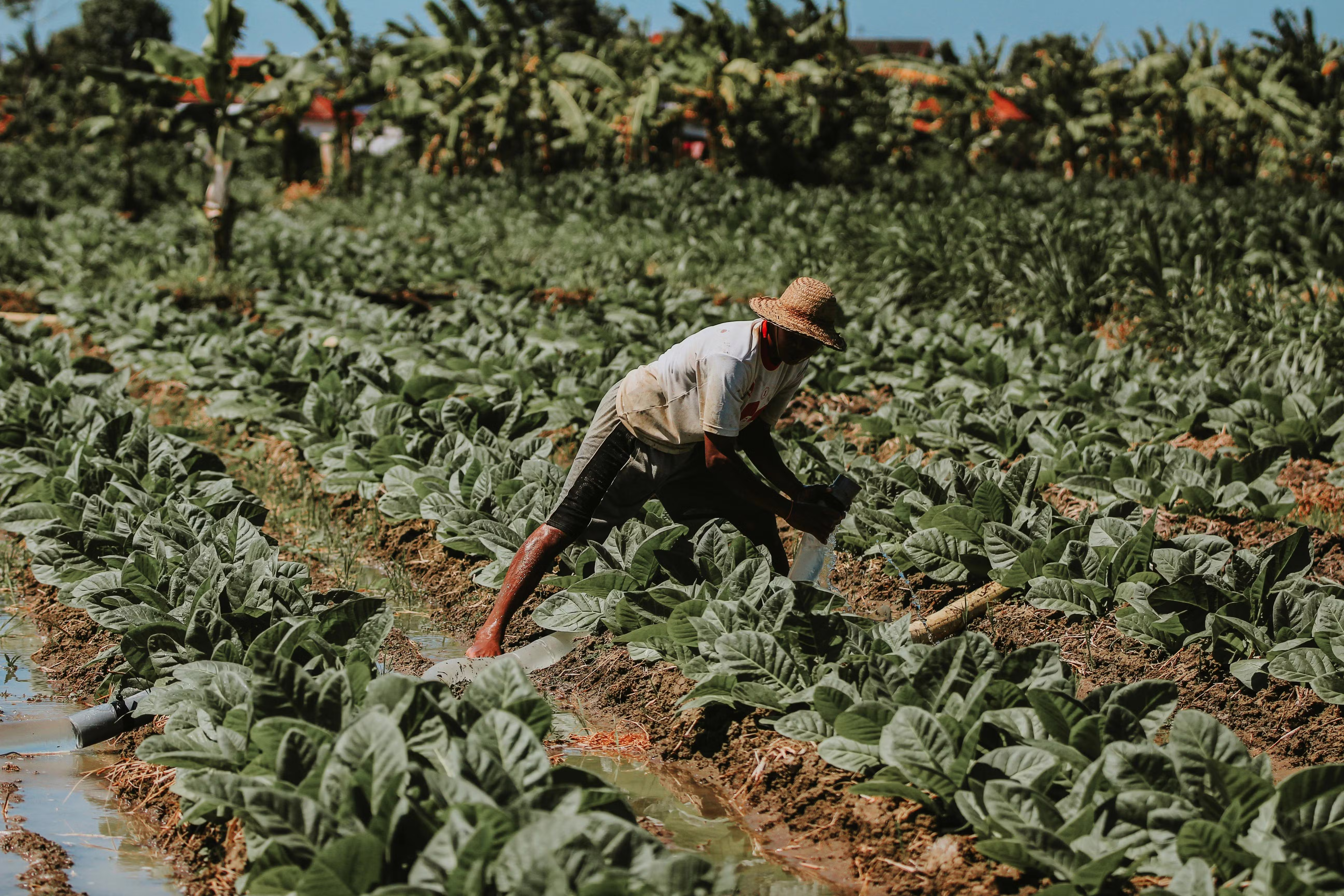 Crise no campo: pedidos de recuperação judicial saltam entre produtores rurais