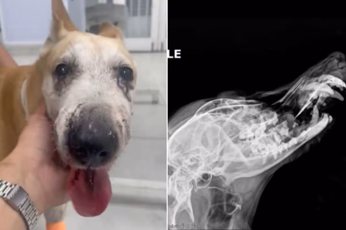 Cadela atacada por American Bully tem focinho fraturado; raio