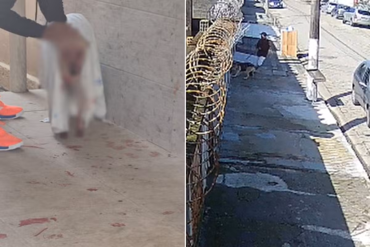 Cadela é atacada por American Bully pelo portão de casa e internada no litoral de SP; VÍDEO