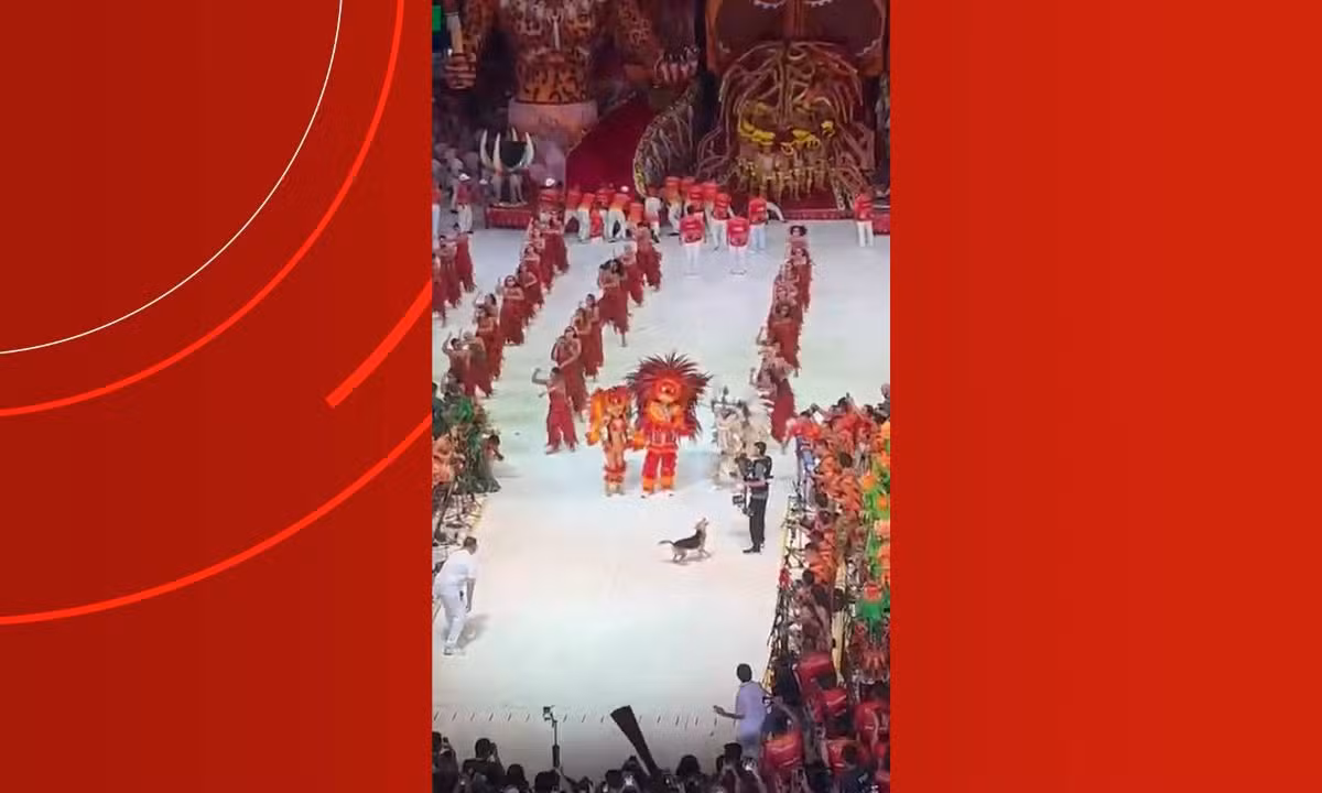 Cachorro 'caramelo' invade apresentação do Garantido e diverte torcida na primeira noite do Festival de Parintins