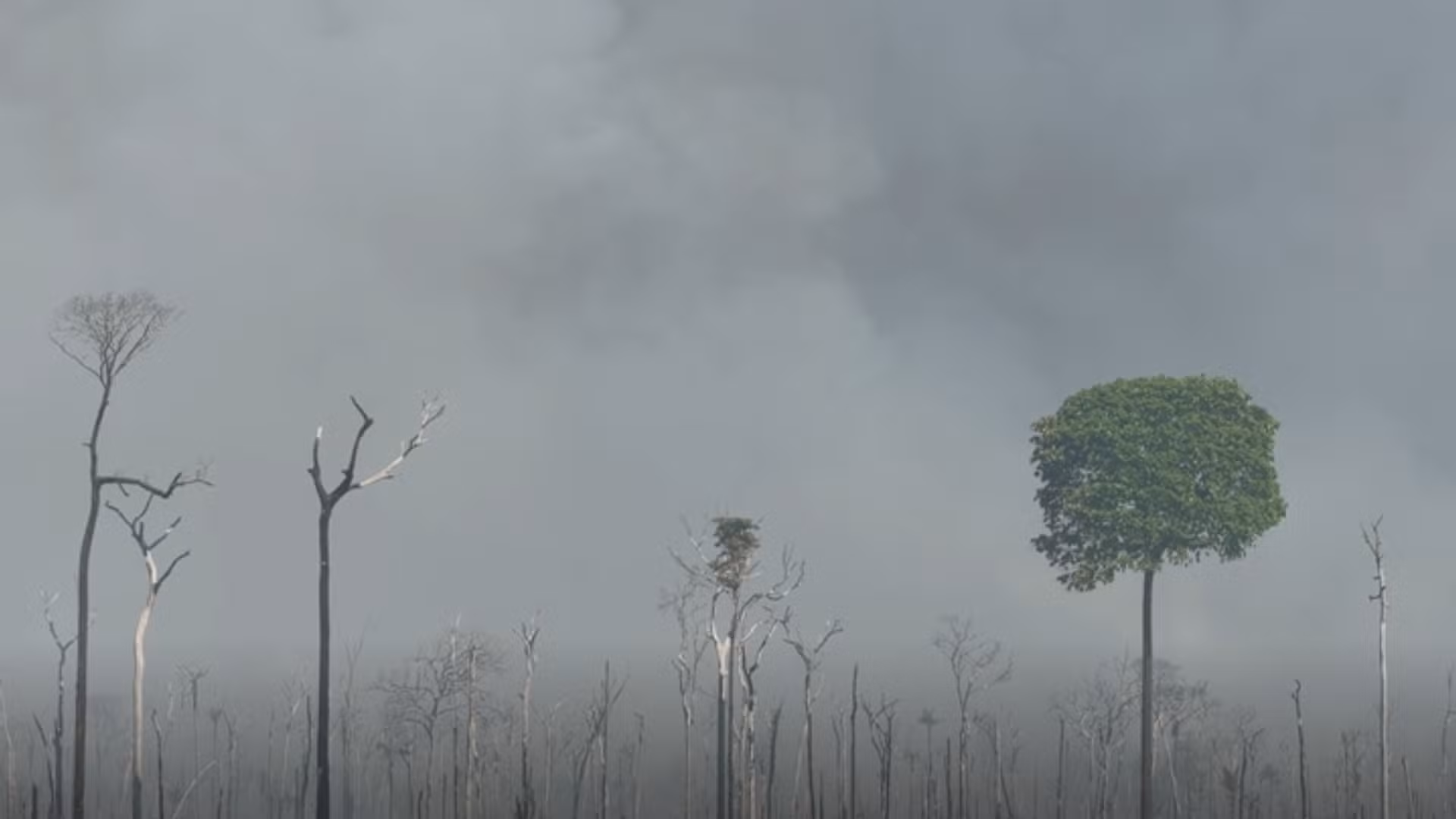 VÍDEO: fumaça de incêndio que já atingiu 15 mil hectares encobre cidades do norte de MT