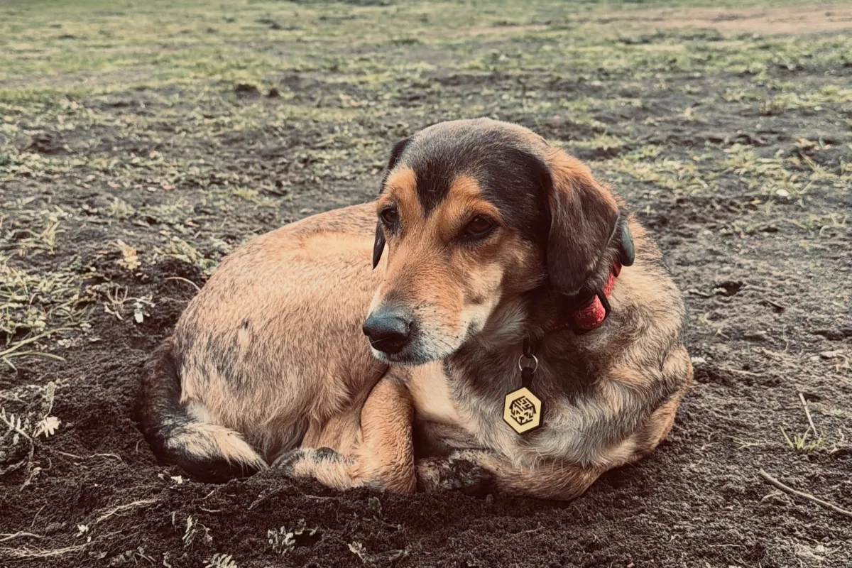 'Frentiscão' de Campinas: tutores informam morte de cão durante viagem à Patagônia
