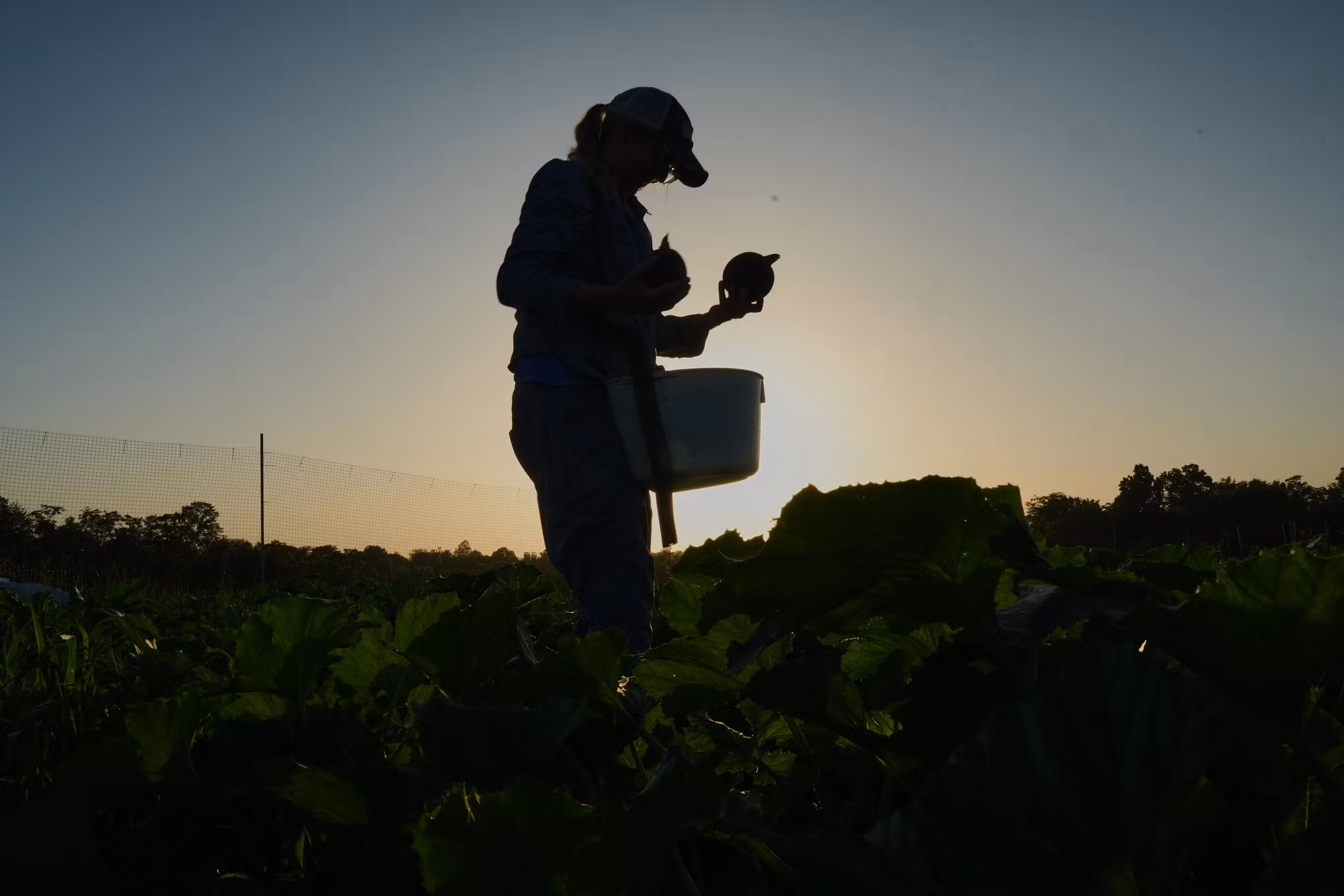 'Não existe mais ano normal': agricultores dos EUA mudam horários de colheita e protegem mudas para enfrentar calor extremo