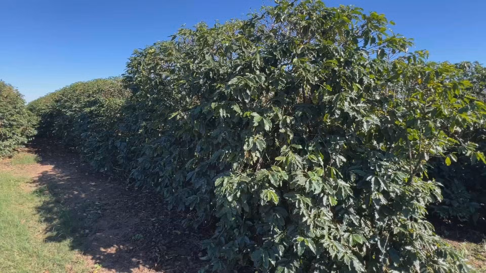 Temporais castigam cafezais e produtores aceleram colheita para salvar a safra no interior de SP
