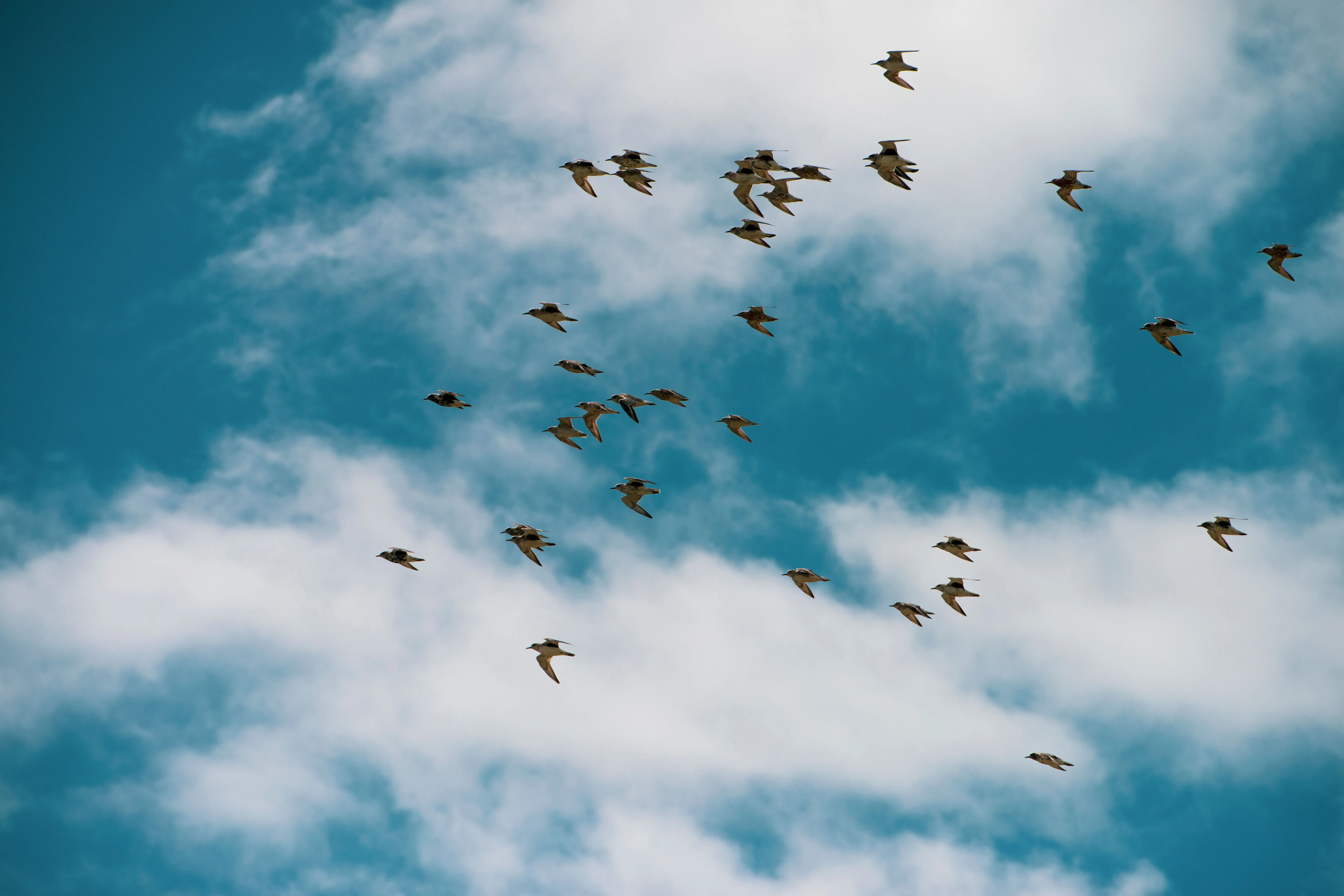 O que significa para os pássaros voarem juntos? Comportamento é natural de algumas espécies