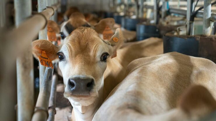 Um empresário brasileiro lutou sozinho contra toda indústria de carne dos EUA. E venceu